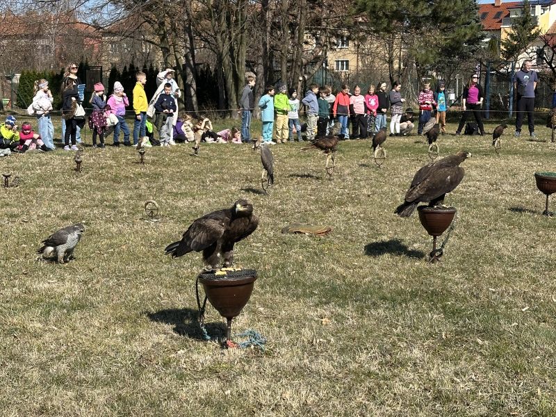 Seiferos v družině